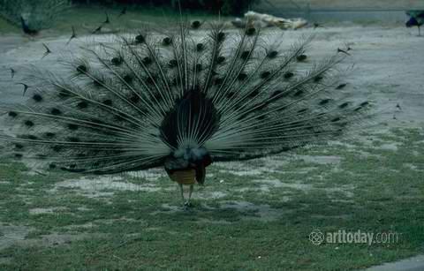 Peacock spreads it's tail from the fan form